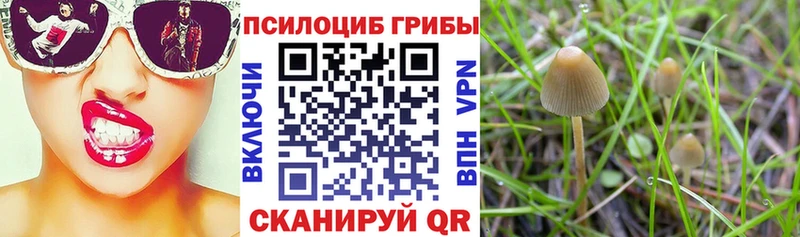 Псилоцибиновые грибы Cubensis  Норильск 